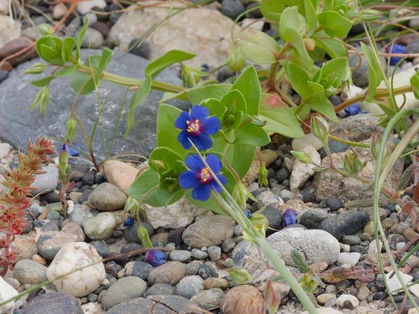 <h3><a href="/trips/kreta/biota/plantae/tracheophyta/magnoliopsida/ericales/primulaceae/anagallis arvensis/anagallis arvensis-nl.html">Anagallis&nbsp;arvensis</a> / Scarlet&nbsp;pimpernel / Rood&nbsp;guichelheil</h3>OM-1 Mark II met OLYMPUS M.12-100mm F4.0, 1/1250 sec  bij F11.0, ISO 2000, afstand 1.17&nbsp;m